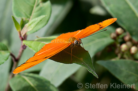 080 Julia-Falter - Dryas julia